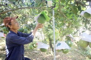 ​Chương trình quốc gia “Mỗi xã một sản phẩm”: Cần đi vào thực chất