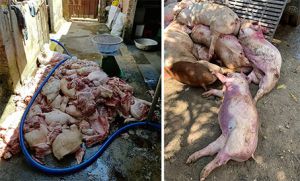 ​Giết mổ lậu, quy mô lớn