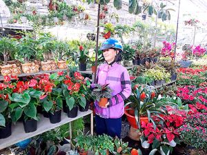 Rộn ràng mùa hoa Tết