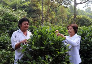 Đặc sản trà Phú Hội vào mùa Tết…