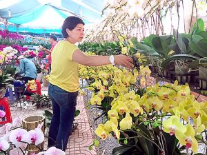 Hoa Tết tấp nập xuống phố