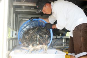 ​Heo, gà, nông sản: Không lo “giá tết”