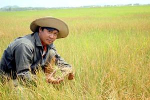 ​Nhiều vùng đối mặt với    khô hạn