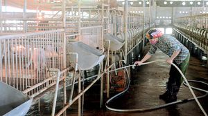 Cần bình tĩnh ứng phó với dịch tả heo châu Phi