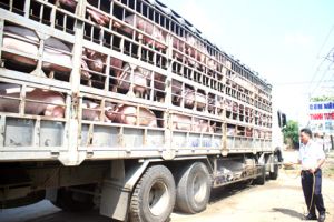 Bình tĩnh ứng phó dịch tả heo châu Phi