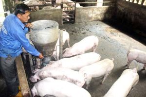 ​Cấp bách ngăn chặn bệnh dịch tả heo châu Phi