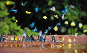 ​Khởi động nhiều dự án sách thiếu nhi