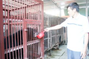 ​Gian nan bảo tồn loài gấu