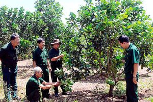 Cựu chiến binh tham gia phát triển kinh tế