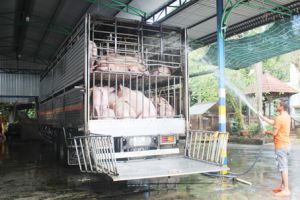 ​Cơ hội cho thịt heo truy xuất được nguồn gốc