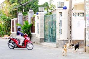 ​Chó thả rông không là chuyện nhỏ