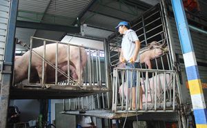 ​Truy xuất nguồn gốc heo bằng công nghệ cao