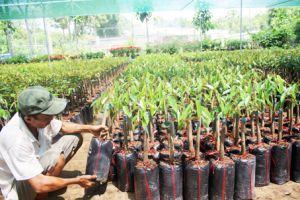 ​Sản xuất nông nghiệp: Bỏ tư duy  “giải cứu” - Cần “giải cứu” về tư duy