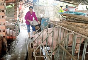 Quyết liệt ứng phó với dịch tả heo châu Phi