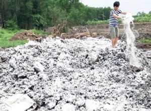 Dịch tả heo châu Phi lan rộng: Tìm giải pháp ứng phó lâu dài