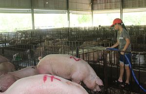 ​Trữ heo sạch trong mùa dịch