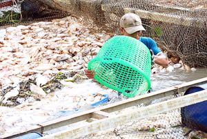 Phó Thủ tướng Thường trực Chính phủ yêu cầu khẩn trương xác định nguyên nhân cá bè trên sông La Ngà bị chết