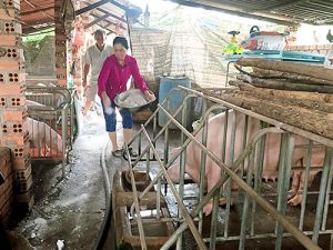 Dịch tả heo châu Phi có khả năng lây lan rộng, tốc độ nhanh