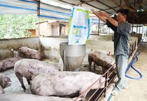 Tăng sức cạnh tranh cho chăn nuôi nông hộ