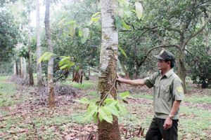 ​“Nhùng nhằng” giao khoán đất rừng