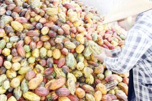 ​Đầu tư chế biến nông sản