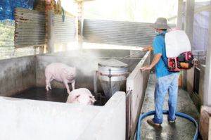 ​Ngăn chặn dịch tả heo châu Phi xâm nhập trang trại lớn