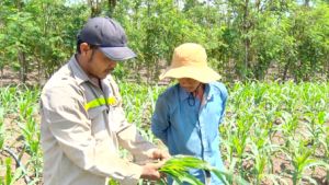 Không lơ là chống dịch khảm lá mì và sâu keo mùa thu