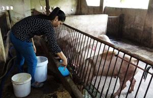 Tiếp tục theo dõi phương pháp chữa dịch tả heo châu Phi bằng hèm nấu rượu