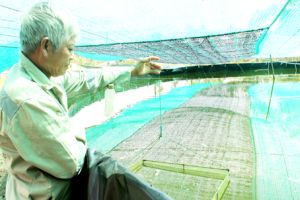 ​Nuôi thủy sản nước lợ: Cần tính toán lâu dài