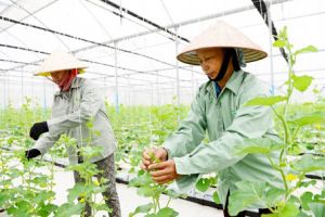 ​Phát triển nông nghiệp đô thị cho vùng Tây Nam Đồng Nai