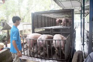 Heo hơi sốt giá, lo thiếu nguồn cung mùa Tết