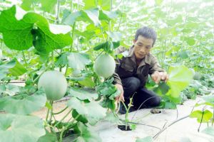 ​Xây dựng nông thôn hiện đại cho thành phố tương lai