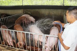 ​Người chăn nuôi nhỏ lẻ điêu đứng vì  dịch tả heo châu Phi