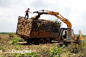 Loay hoay việc rà phá bom, mìn dự án xây dựng Cảng hàng không quốc tế Long Thành