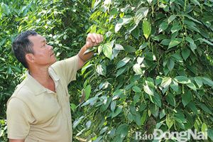 ​Đầu tư cho hồ tiêu sạch