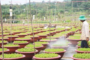 Huyện Thống Nhất vào vụ trồng hoa Tết