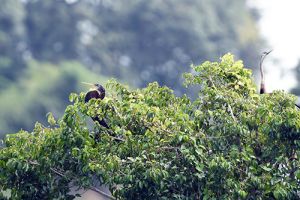 ​Thực hiện các biện pháp bảo vệ đàn chim cổ rắn