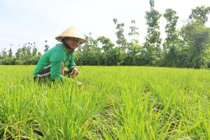 Chuyển biến trong công tác giảm nghèo bền vững miền núi