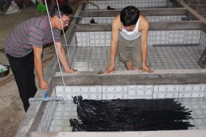 Sức bật nhờ kinh tế tập thể