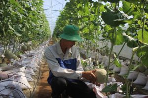 Sôi nổi khởi nghiệp cùng OCOP