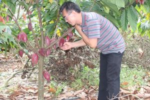 Đầu tư mạnh vùng chuyên canh sản xuất lớn