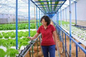 Khai thác lợi thế phát triển nông nghiệp công nghệ cao