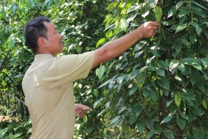 Tìm hướng đi bền vững cho cây tiêu