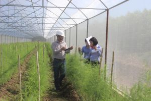 Làm sản phẩm OCOP hữu cơ, công nghệ cao