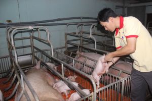 Xuân Lộc - Thủ phủ mới của chăn nuôi Đồng Nai