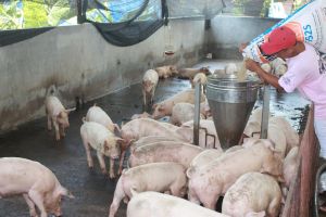 Hồi phục đàn sau dịch tả lợn châu Phi