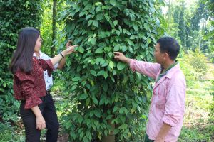 Từ xã nghèo lên nông thôn kiểu mẫu