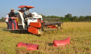 Phát triển an ninh lương thực phù hợp trong tình hình mới