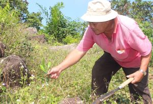 Phủ xanh núi Chứa Chan