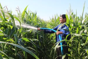 Nhiều phương án chủ động nước tưới mùa khô